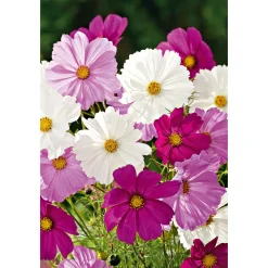 Plantiflor Schmuckkörbchen Topf Durchmesser 13 cm