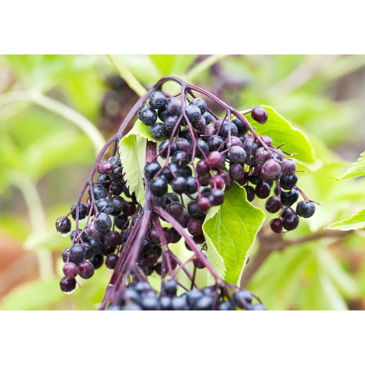 Plantiflor Schwarzer Holunder Haschberg Topf Durchmesser 23 cm