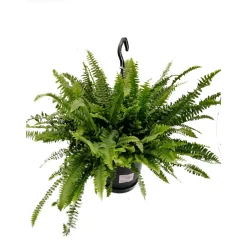 Plantiflor Schwertfarn Green Lady Ampel T19