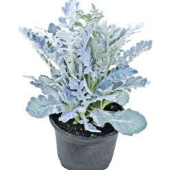 Plantiflor Silberblatt Topf Durchmesser 9 cm
