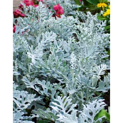 Plantiflor Silberblatt Topf Durchmesser 9 cm