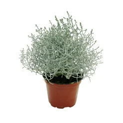 Plantiflor Silberkörbchen Topf Durchmesser 10,5 cm