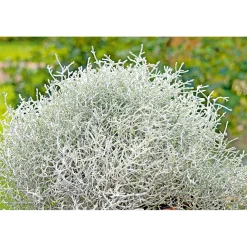 Plantiflor Silberkörbchen Topf Durchmesser 10,5 cm