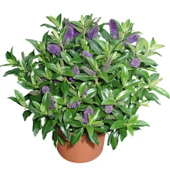 Plantiflor Solitärbusch bunt