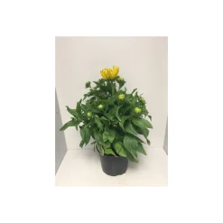 Plantiflor Sonnenhut Rudbeckia Summerina Yellow Durchmesser 23 cm