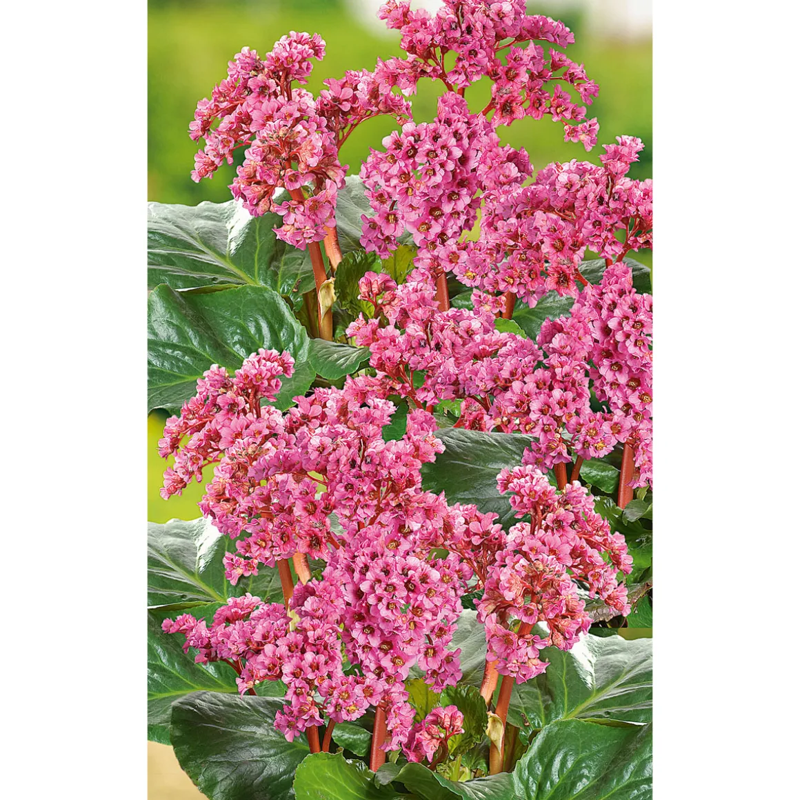 Plantiflor Staude P19 verschiedene Sorten