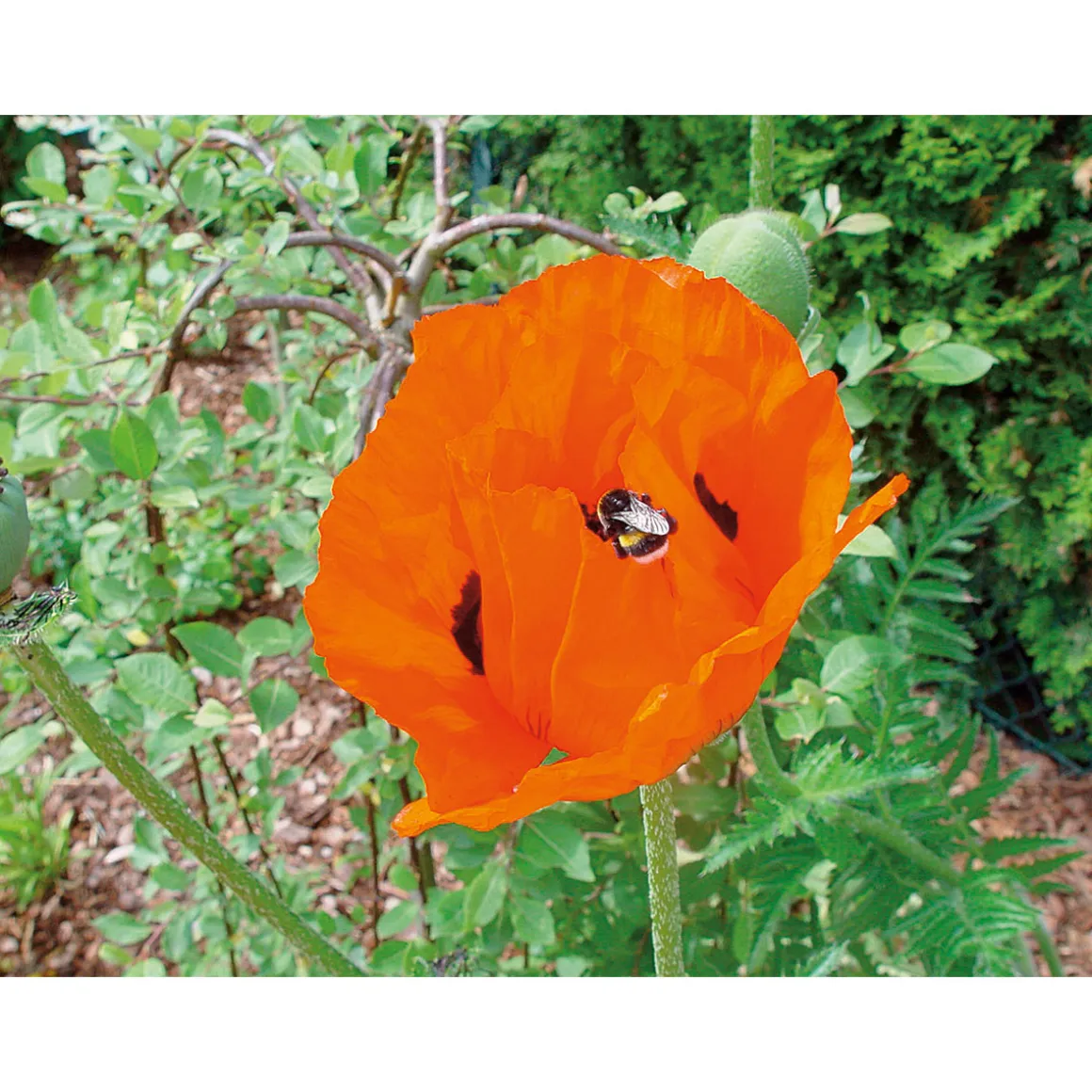 Plantiflor Staude P19 verschiedene Sorten