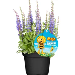 Plantiflor Stauden-Mix Biene Maja Topf- Durchmesser 13 cm