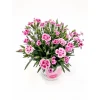Plantiflor Stauden-Nelke Pink Kisses T10,5