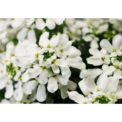 Plantiflor Steingartenstauden im Topf Durchmesser 13 cm