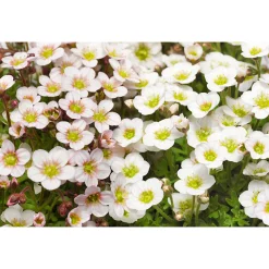 Plantiflor Steingartenstauden im Topf Durchmesser 13 cm