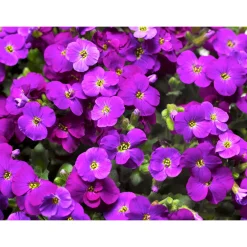 Plantiflor Steingartenstauden im Topf Durchmesser 13 cm