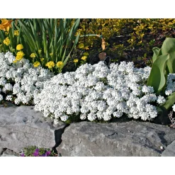 Plantiflor Steingartenstauden im Topf Durchmesser 13 cm