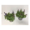 Plantiflor Steppen-Salbei P13