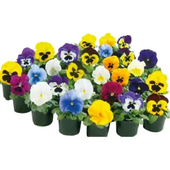 Plantiflor Stiefmütterchen Topf Durchmesser 9 cm