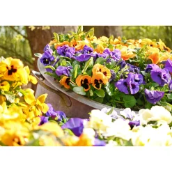 Plantiflor Stiefmütterchen Topf Durchmesser 9 cm