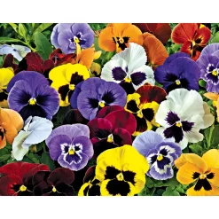 Plantiflor Stiefmütterchen Viola 10e-Pack
