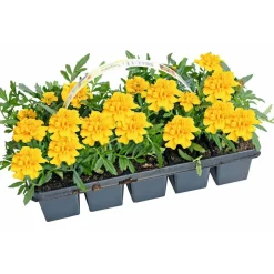 Plantiflor Studentenblume Tagetes 10er Tray