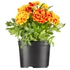 Plantiflor Tagetes Topf Durchmesser 10,5 cm