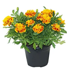Plantiflor Tagetes Topf Durchmesser 10,5 cm