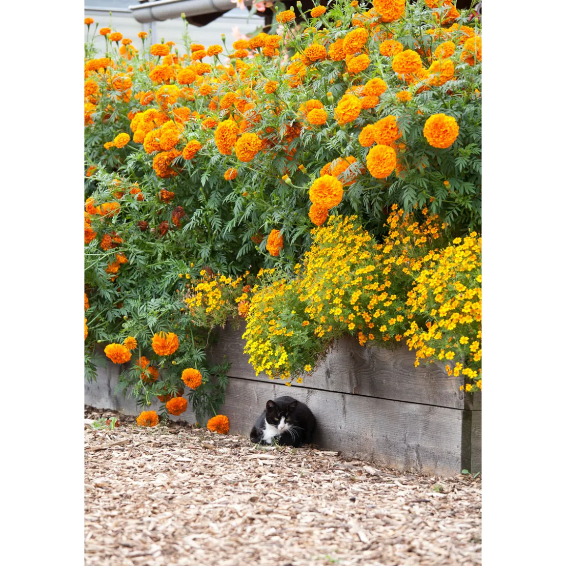 Plantiflor Tagetes Topf Durchmesser 10,5 cm