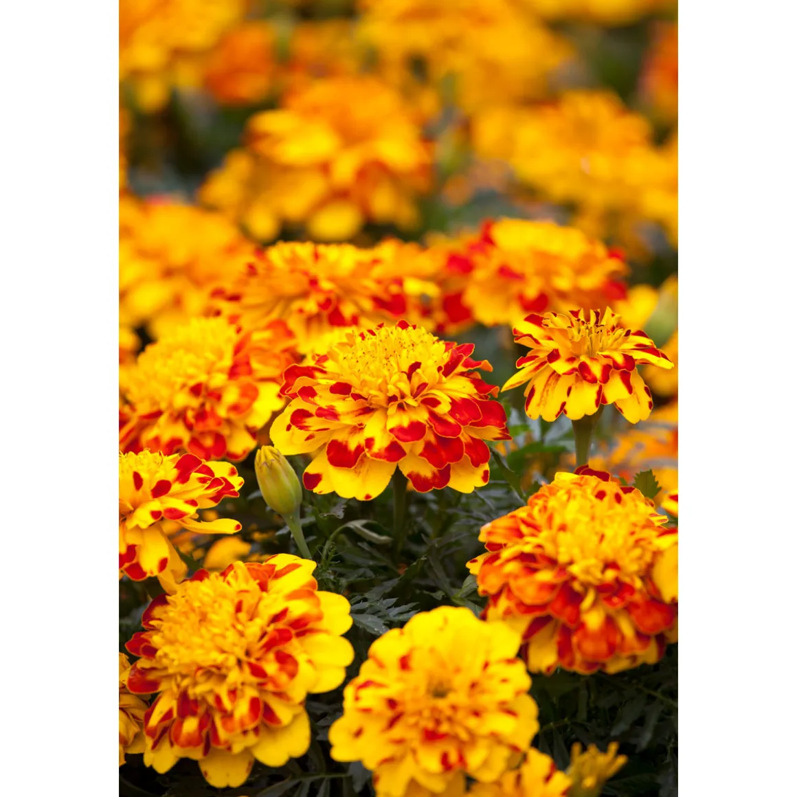 Plantiflor Tagetes Topf Durchmesser 10,5 cm