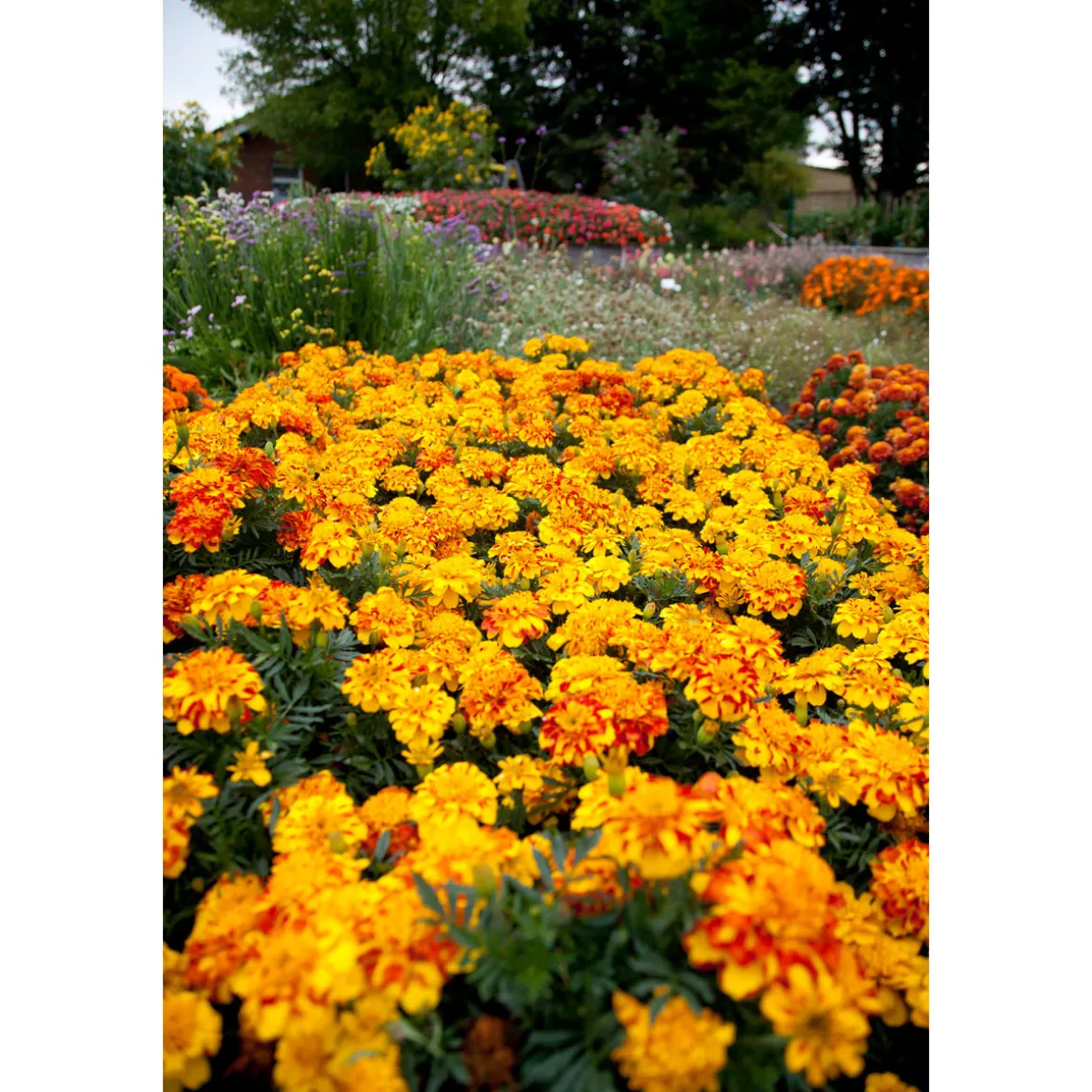 Plantiflor Tagetes Topf Durchmesser 10,5 cm