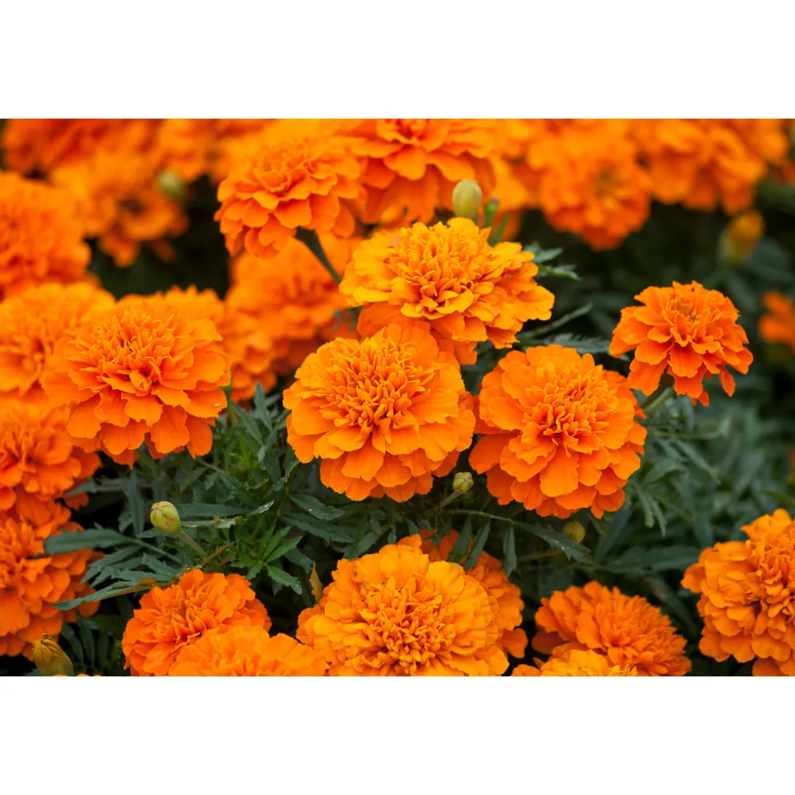 Plantiflor Tagetes Topf Durchmesser 10,5 cm