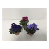 Plantiflor Usambaraveilchen blau/rosa/rot T6