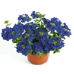 Plantiflor Verbene Temari weiß und rosa/rot T10,5