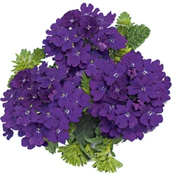 Plantiflor Verbene Temari weiß und rosa/rot T10,5