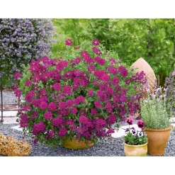 Plantiflor Verbene Temari weiß und rosa/rot T10,5