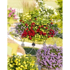 Plantiflor Verbene Temari weiß und rosa/rot T10,5