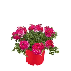 Plantiflor Verbene verschiedene Farben T13