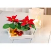 Plantiflor Weihnachtsstern Mini