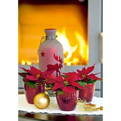 Plantiflor Weihnachtsstern Mini