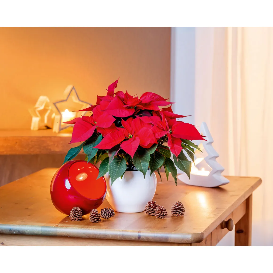 Plantiflor Weihnachtsstern Euphorbia pulcherrima ca 35 cm