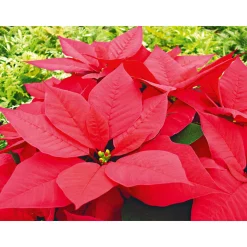 Plantiflor Weihnachtsstern Euphorbia pulcherrima ca 35 cm