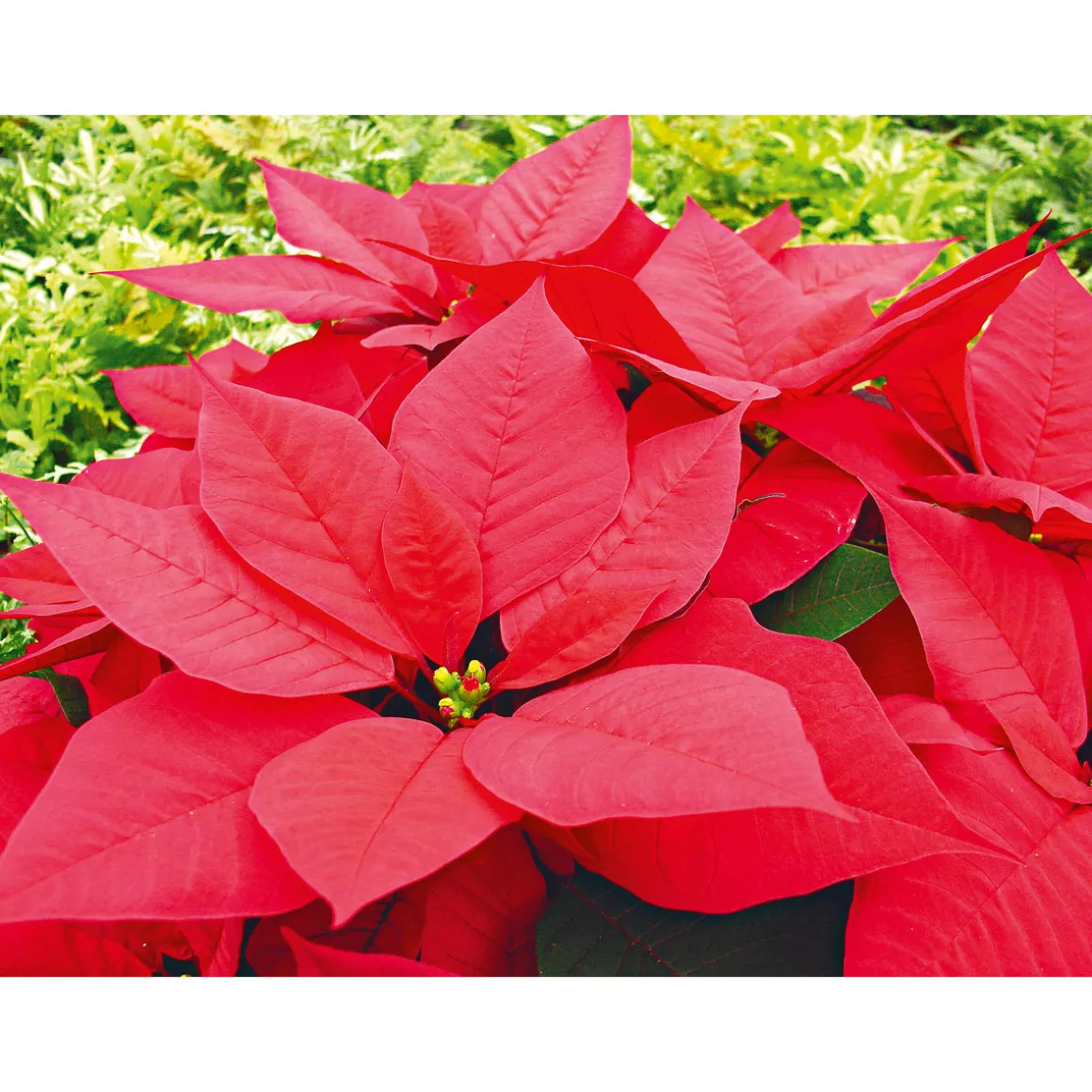 Plantiflor Weihnachtsstern Euphorbia pulcherrima ca 35 cm