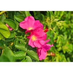 Plantiflor Wildrose Biene Maja Topf Durchmesser 17 cm