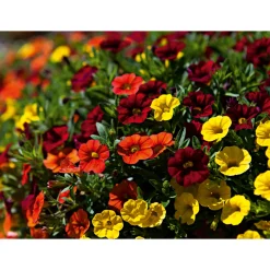 Plantiflor Zauberglöckchen, Topf Ø 13 cm