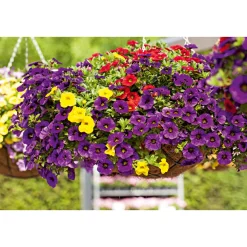 Plantiflor Zauberglöckchen, Topf Ø 13 cm