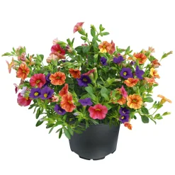 Plantiflor Zauberglöckchen dreifarbig Topf Durchmesser 12 cm