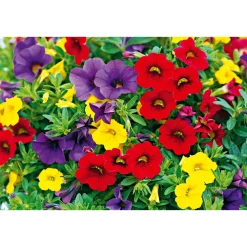 Plantiflor Zauberglöckchen dreifarbig Topf Durchmesser 12 cm