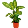 Plantiflor ZGRÜ Calathea Mix T19 in Sorten
