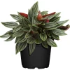 Plantiflor ZGRÜ Peperomia Rosso T12 H 15 cm