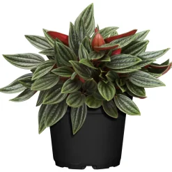 Plantiflor ZGRÜ Peperomia Rosso T12 H 15 cm