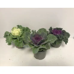 Plantiflor Zierkohl Brassica-Mix T12
