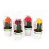 Plantiflor ZKAK Kaktus gepropft Mix Farben T6 PC