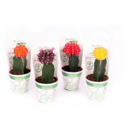 Plantiflor ZKAK Kaktus gepropft Mix Farben T6 PC